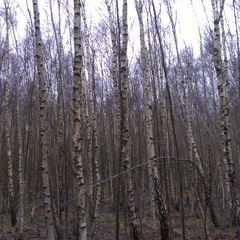 The Igloo's Last Day Out