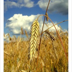 Ziedi Ziedi Rudzu Vārpa