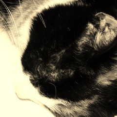 Paulines letzter Traum