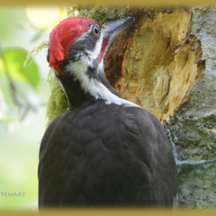 Pileated Woodpecker foraging