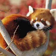 march of red pandas