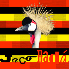03 Daiquiri_Jaco Dadá