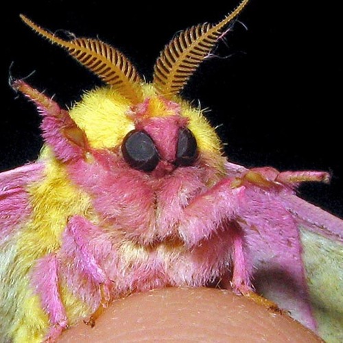 twang twang bangitty twang // rock :: blues :: folk :: acoustic