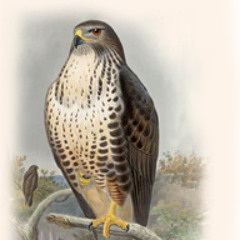 12012013G GOSHAWK
