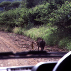 هاكونا ماتاتا _ Hakunna Matatta _ الأسد الملك \ lion king