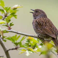 bird soung