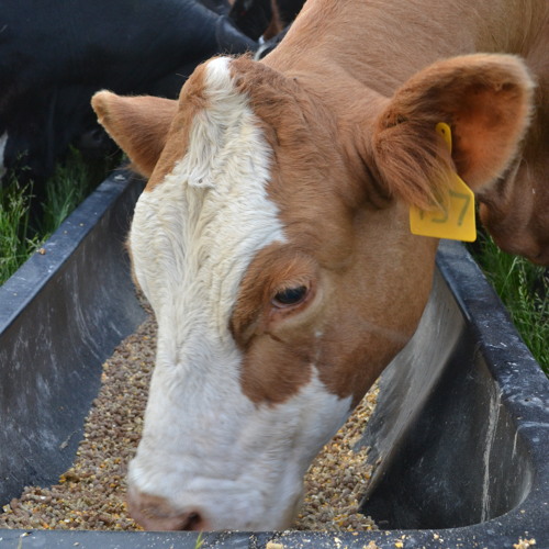 MCA Cattle Call -June 17, 2013 - Preventing Trichomoniasis, Part 1