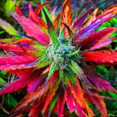 Niggas Will Get high