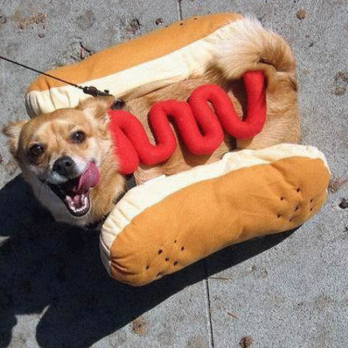 Hunde In China