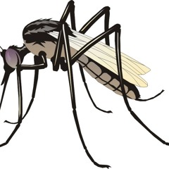 Jungle Spirit - Fly Mosquito fly
