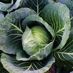 EOTR - CabbageMan2000