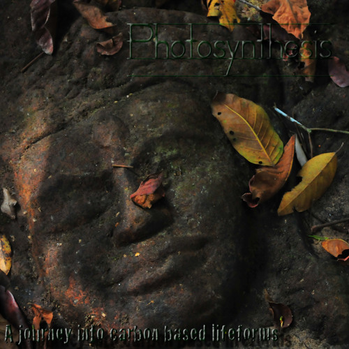 A Journey into Carbon Based Lifeforms