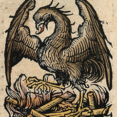 Fenix