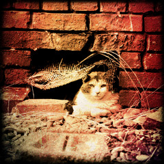 שלוש מדרגות וחתול 04