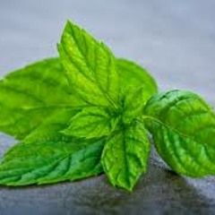 FRESH MINT
