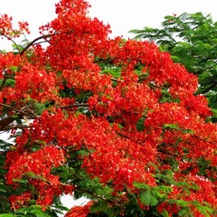 ၾကယ္စံုတဲ့ည♪အဲလက္စ္♥တင္ဇာေမာ္