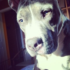 P.U.P.P (Project Underway People Panic)