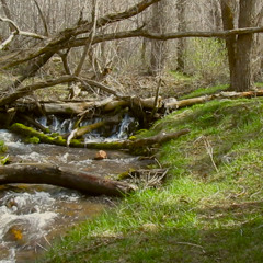 Streaming Consciousness