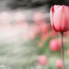 07 دلم هة رئه ودله ى جارانه