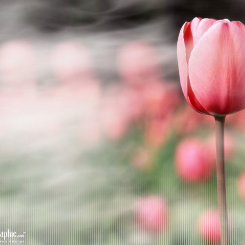 07 دلم هة رئه ودله ى جارانه