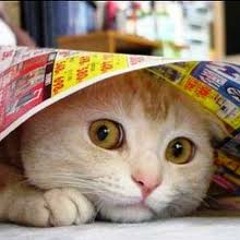 Wasted Penguinz - Freedom is Me [Excess' Synth Remake and Mixdown]