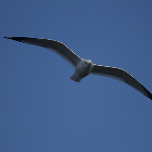 Stormfågel