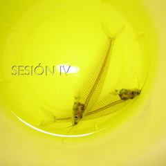Colectivo In Vitro & Sol-Omen-Sesion IV (Value of Attention)