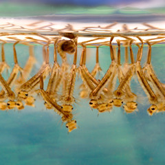 CRYPTOCHROME - PERSPIRING RICIN