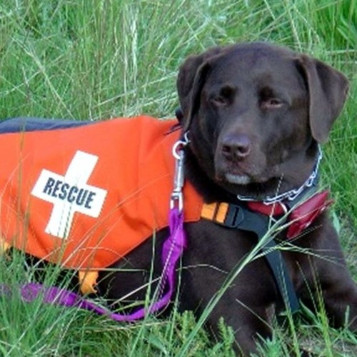 Rescue dog