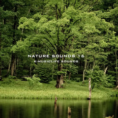 Nature Sound - THE MOST RELAXING SOUNDS
