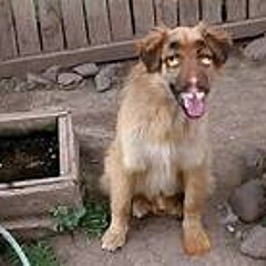 MESTIZAJE 1!(VENDIDO)