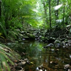 Five Vai Yaa Rainforest