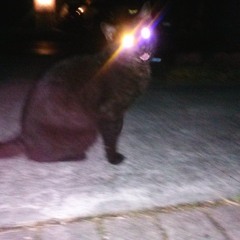 ✝BL▲CK C∆T✝ - OPƩN ✝HƩ DOOR  (N0ϟPΔ☾ƎΔPƎ RƎMIXXX)