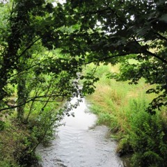Willow Brook