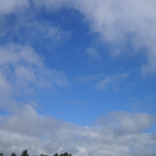 Stream Bluebird Singing In the Dead of Night by SattlerBrothers