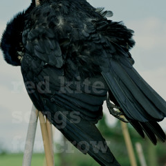 Red Kite - Dance With Crow