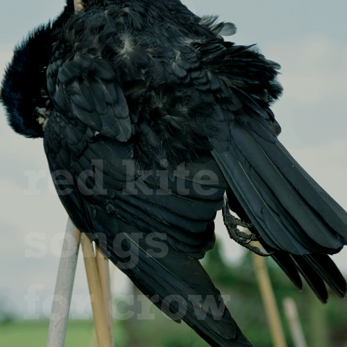 Red Kite - Dance With Crow