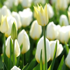 Cinta Sejati Versi Adek Kakak (Berantakan, Habis Denger Ini Kuping Bocor) Muadz Shofwah Mushab Me