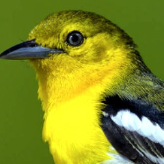 Suara Burung Sirpu