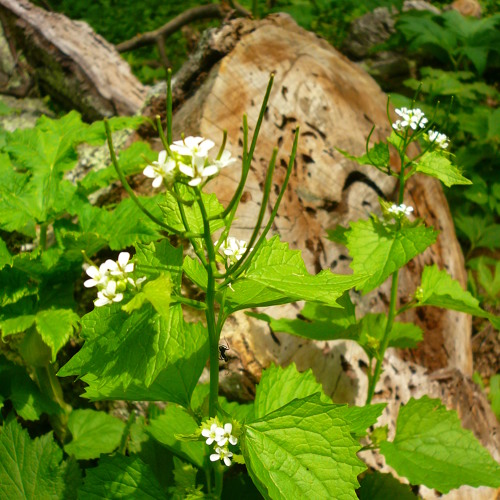 Stream Garlic Mustard (You Taste So Bad) by kati.jane Listen online