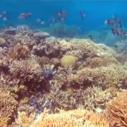Echoes of the Deep