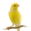 Download Suara Burung Kenari Suara Burung Kenari