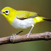 Download Suara Burung Pleci Suara Burung Pleci