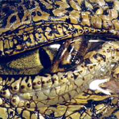 billy woods "Crocodile Tears"