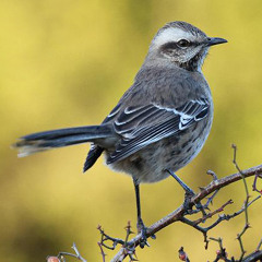 Chilean Mockingbird or "Tenca" Song (Mimus thenca)