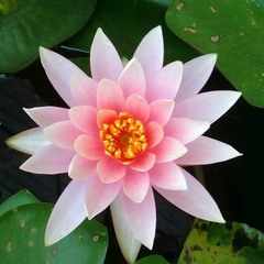 PARAMITA
