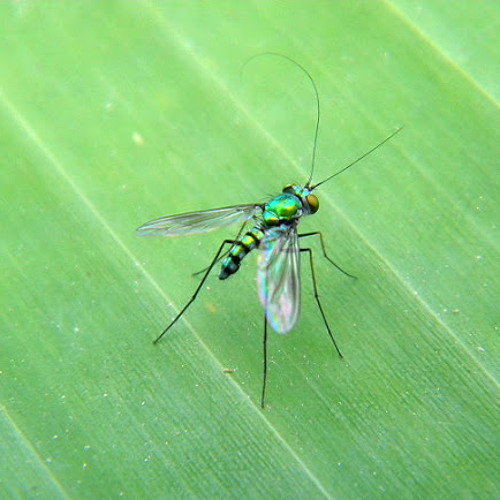 LONG-LEGGED FLY by W.B. Yeats read by MAN POEMS