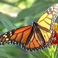 © Fuzzy Thorax by Chris Jamison/Bryan Teague/Smilin Jack