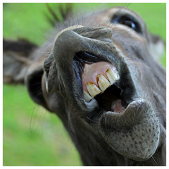 Joint Venture - Der Esel (Alex Plua rework)