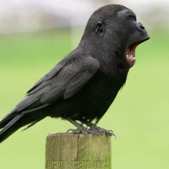 Crossbreed
